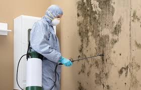 Best Mold Documentation for Insurance Claims in USA